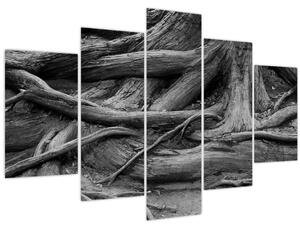 Obraz - Korene stromu (150x105 cm)