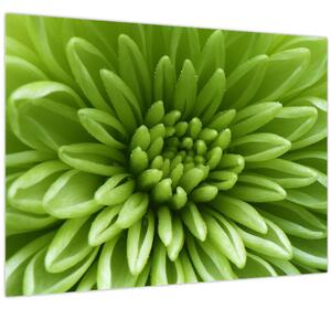 Obraz - Makro snímka rastliny (70x50 cm)