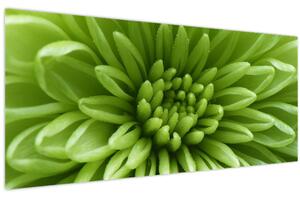 Obraz - Makro snímka rastliny (120x50 cm)