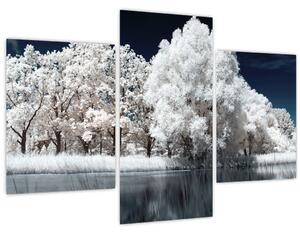 Obraz - Snehobiele stromy (90x60 cm)