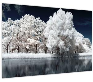 Obraz - Snehobiele stromy (90x60 cm)