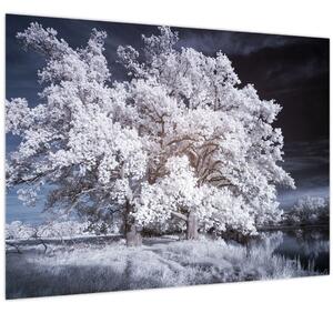 Obraz - Snehobiely strom (70x50 cm)