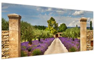 Obraz - Levanduľové cesty (120x50 cm)