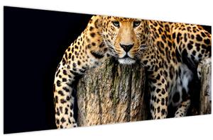 Obraz - Gepard (120x50 cm)