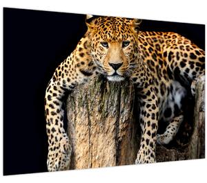 Obraz - Gepard (90x60 cm)