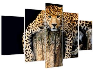 Obraz - Gepard (150x105 cm)