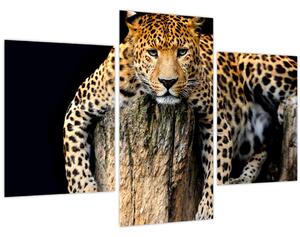 Obraz - Gepard (90x60 cm)