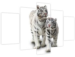 Obraz - Biely tiger (150x105 cm)