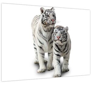 Obraz - Biely tiger (70x50 cm)