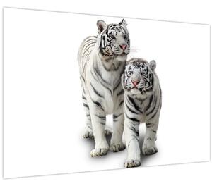 Obraz - Biely tiger (90x60 cm)