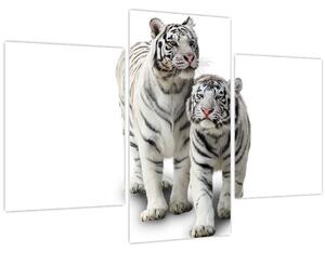 Obraz - Biely tiger (90x60 cm)