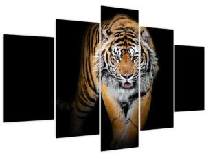 Obraz - Tiger (150x105 cm)