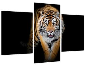 Obraz - Tiger (90x60 cm)