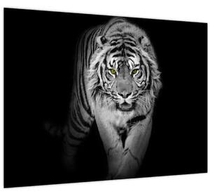 Obraz - Tiger so žltými očami (70x50 cm)