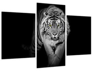Obraz - Tiger so žltými očami (90x60 cm)