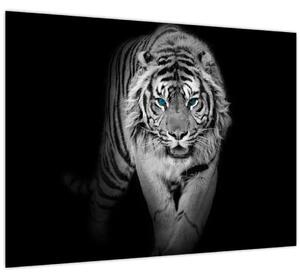 Obraz - Tiger s modrými očami (70x50 cm)