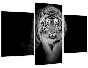 Obraz - Tiger s modrými očami (90x60 cm)