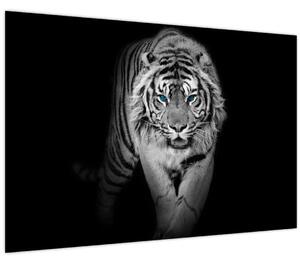 Obraz - Tiger s modrými očami (90x60 cm)