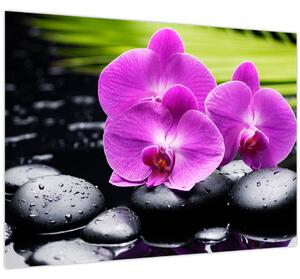 Obraz - Orchidey (70x50 cm)