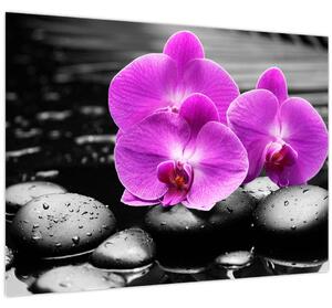 Obraz - Fialové orchidey (70x50 cm)