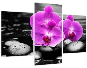 Obraz - Fialové orchidey (90x60 cm)