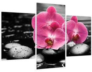 Obraz - Ružové orchidey (90x60 cm)
