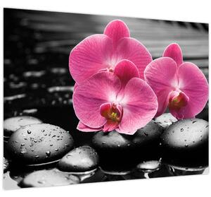 Obraz - Ružové orchidey (70x50 cm)