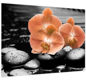 Obraz - Oranžové orchidey (70x50 cm)