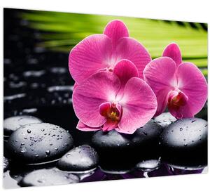 Obraz - Ružové orchidey s palmovým listom (70x50 cm)