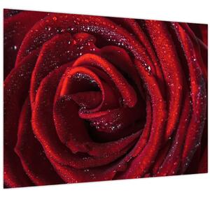 Obraz - Červená ruža s kvapkami rosy (70x50 cm)