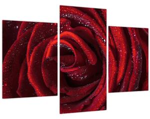 Obraz - Červená ruža s kvapkami rosy (90x60 cm)