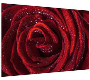 Obraz - Červená ruža s kvapkami rosy (90x60 cm)