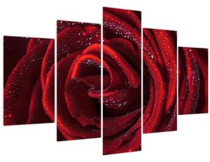 Obraz - Červená ruža s kvapkami rosy (150x105 cm)