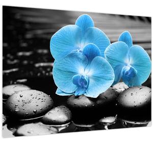 Obraz - Modrá orchidea (70x50 cm)