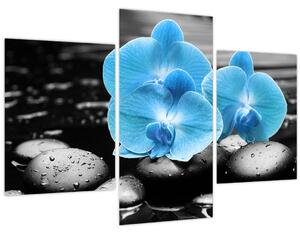 Obraz - Modrá orchidea (90x60 cm)