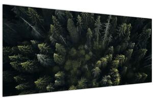 Obraz - Les (120x50 cm)