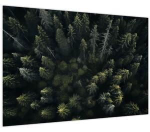 Obraz - Les (90x60 cm)