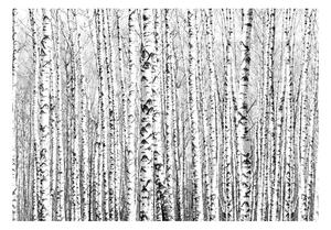 Veľkoformátová tapeta Artgeist Birch Forest, 200 x 140 cm