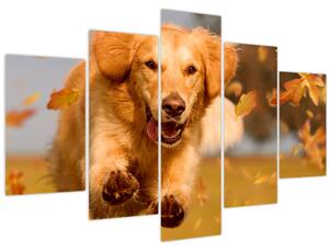 Obraz - Zlatý retriever (150x105 cm)