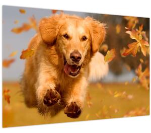 Obraz - Zlatý retriever (90x60 cm)