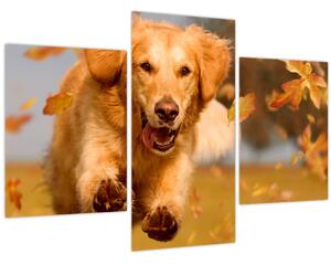Obraz - Zlatý retriever (90x60 cm)