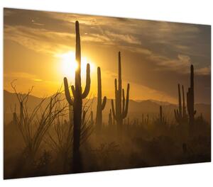 Obraz - Kaktusy Saguaro (90x60 cm)