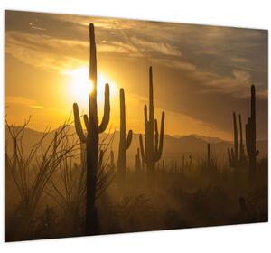 Obraz - Kaktusy Saguaro (70x50 cm)