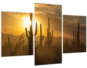 Obraz - Kaktusy Saguaro (90x60 cm)