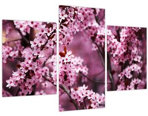 Obraz - Ružová sakura (90x60 cm)