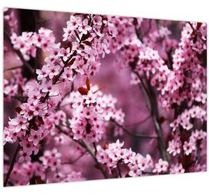 Obraz - Ružová sakura (70x50 cm)