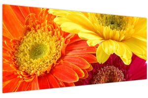 Obraz - Kvety Gerbery (120x50 cm)