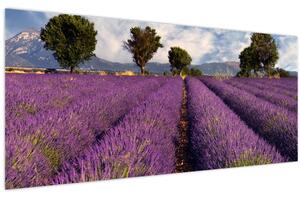 Obraz - Levanduľové pole a hory (120x50 cm)
