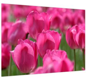 Obraz - Ružové tulipány (70x50 cm)