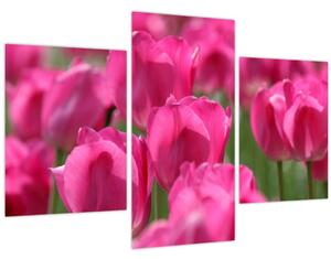 Obraz - Ružové tulipány (90x60 cm)